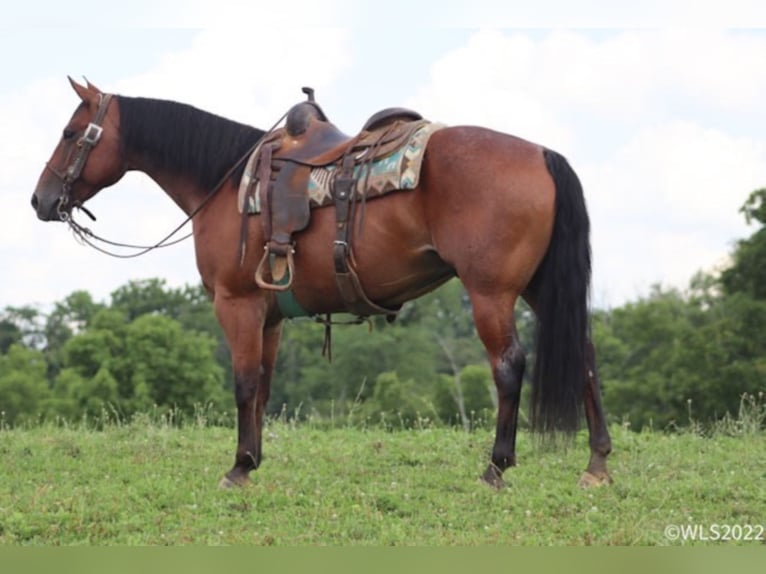 American Quarter Horse Wallach 10 Jahre 152 cm Roan-Bay in Brooksville KY