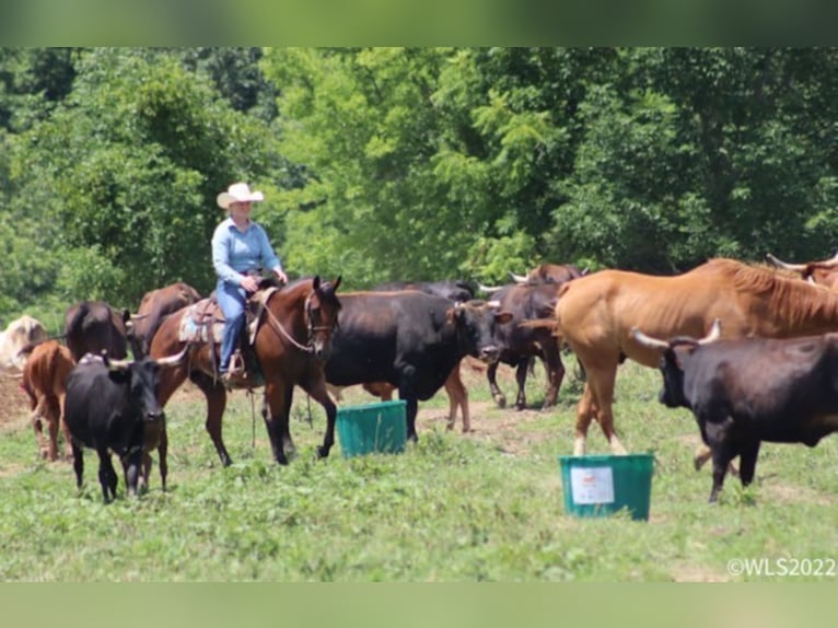 American Quarter Horse Wallach 10 Jahre 152 cm Roan-Bay in Brooksville KY