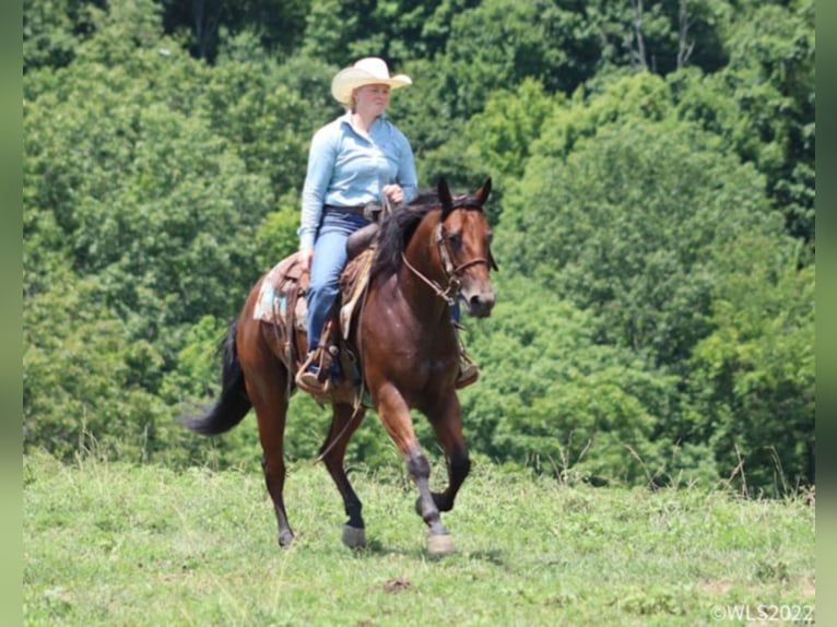 American Quarter Horse Wallach 10 Jahre 152 cm Roan-Bay in Brooksville KY