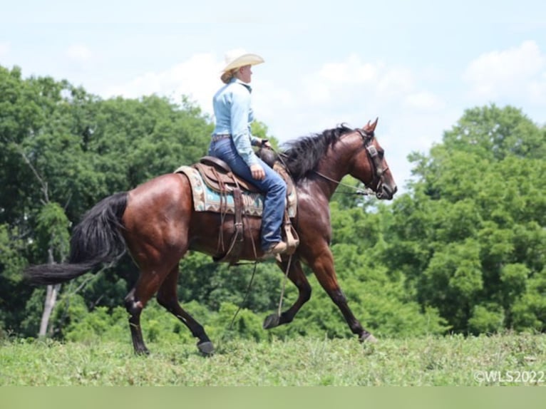 American Quarter Horse Wallach 10 Jahre 152 cm Roan-Bay in Brooksville KY