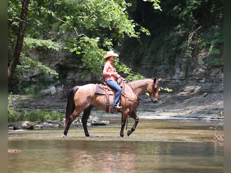 American Quarter Horse Wallach 10 Jahre 152 cm Roan-Bay in Gladstone