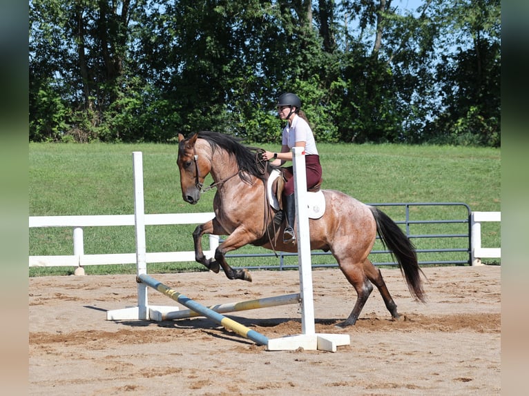 American Quarter Horse Wallach 10 Jahre 152 cm Roan-Bay in Gladstone