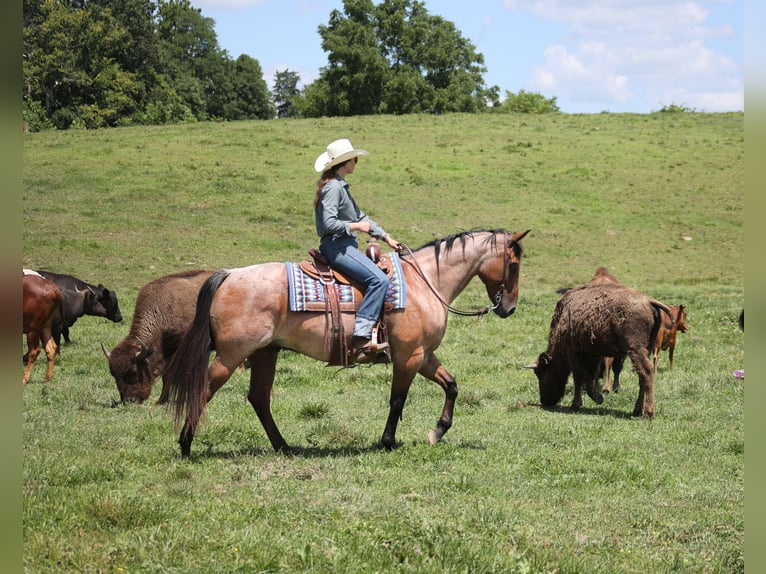 American Quarter Horse Wallach 10 Jahre 152 cm Roan-Bay in Gladstone