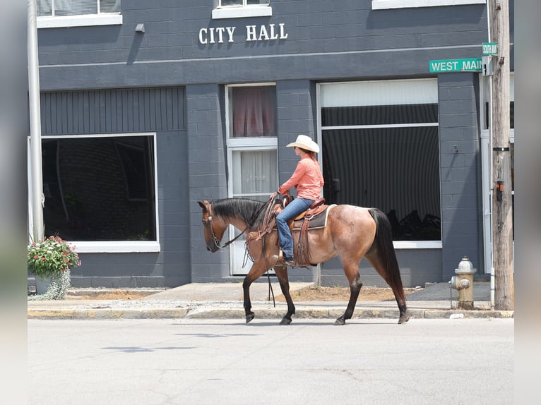 American Quarter Horse Wallach 10 Jahre 152 cm Roan-Bay in Gladstone