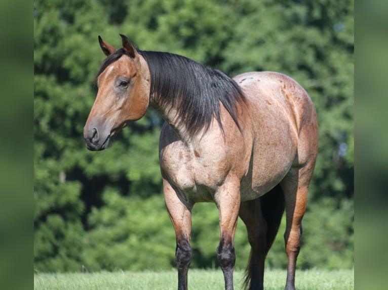 American Quarter Horse Wallach 10 Jahre 152 cm Roan-Bay in Mount Vernon