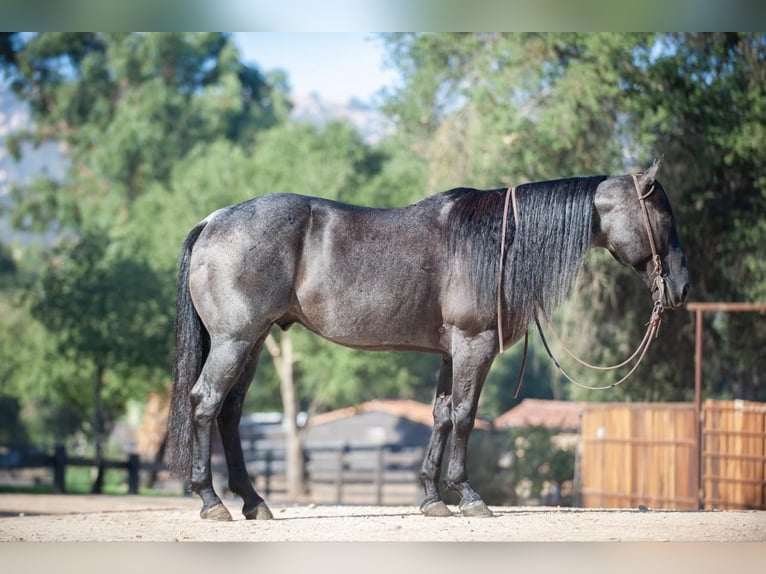American Quarter Horse Mix Wallach 10 Jahre 152 cm Roan-Blue in Joshua, TX