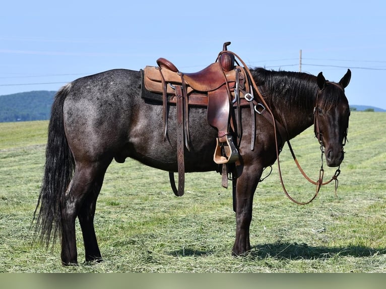 American Quarter Horse Wallach 10 Jahre 152 cm Roan-Blue in Rebersburg, PA