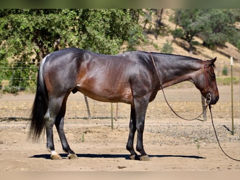 American Quarter Horse Wallach 10 Jahre 152 cm Roan-Blue in Tres Pinos