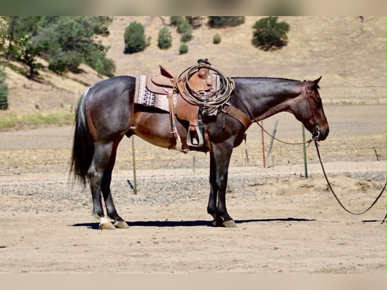 American Quarter Horse Wallach 10 Jahre 152 cm Roan-Blue in Tres Pinos