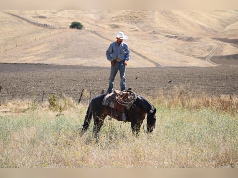 American Quarter Horse Wallach 10 Jahre 152 cm Roan-Blue in Tres Pinos