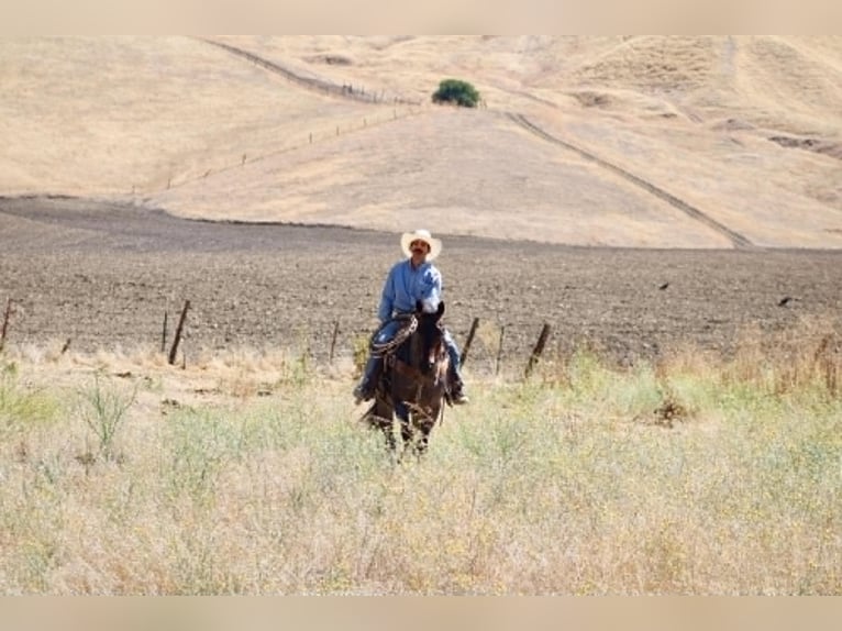 American Quarter Horse Wallach 10 Jahre 152 cm Roan-Blue in Tres Pinos
