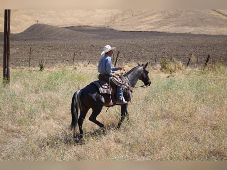 American Quarter Horse Wallach 10 Jahre 152 cm Roan-Blue in Tres Pinos