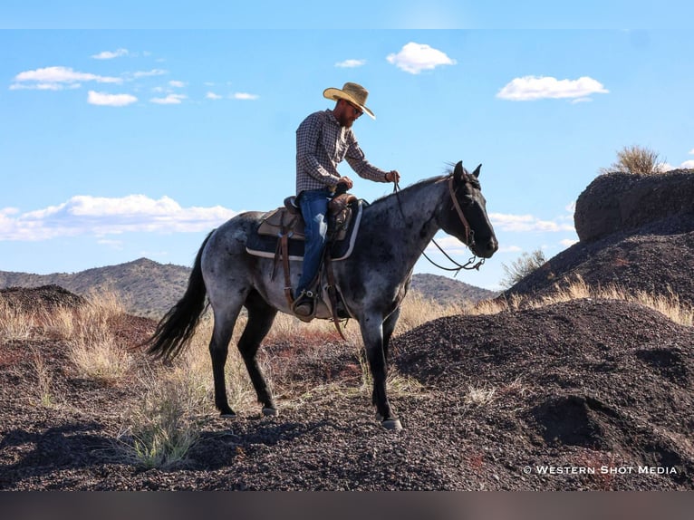 American Quarter Horse Wallach 10 Jahre 152 cm Roan-Blue in Buckeye, AZ