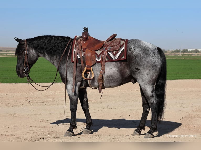 American Quarter Horse Wallach 10 Jahre 152 cm Roan-Blue in Buckeye, AZ