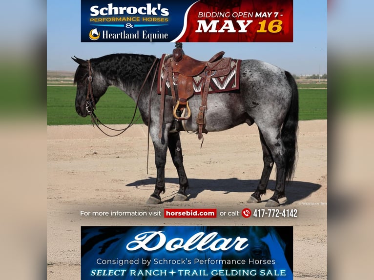 American Quarter Horse Wallach 10 Jahre 152 cm Roan-Blue in Buckeye, AZ