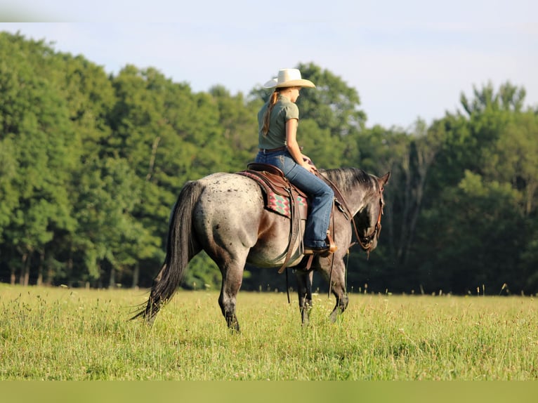 American Quarter Horse Wallach 10 Jahre 152 cm Roan-Blue in Clarion