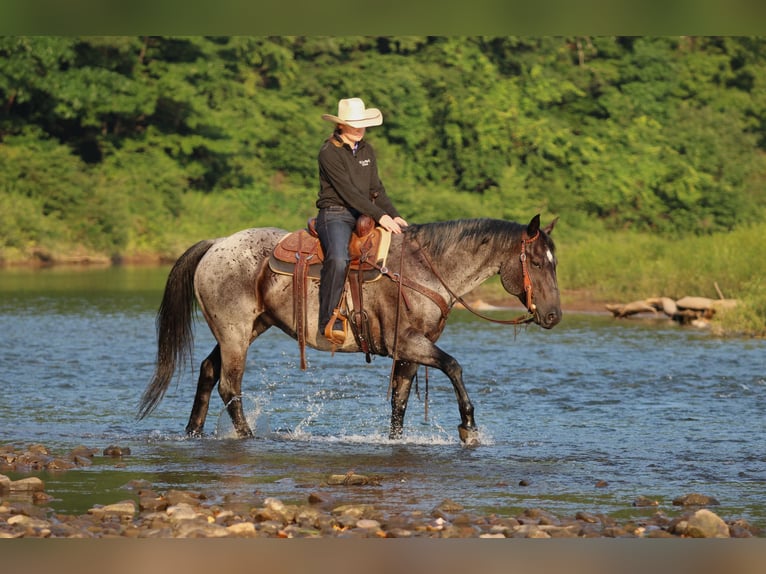 American Quarter Horse Wallach 10 Jahre 152 cm Roan-Blue in Clarion
