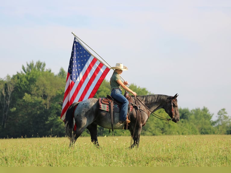 American Quarter Horse Wallach 10 Jahre 152 cm Roan-Blue in Clarion