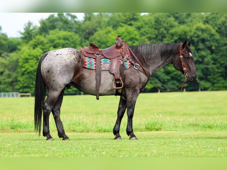 American Quarter Horse Wallach 10 Jahre 152 cm Roan-Blue in Clarion