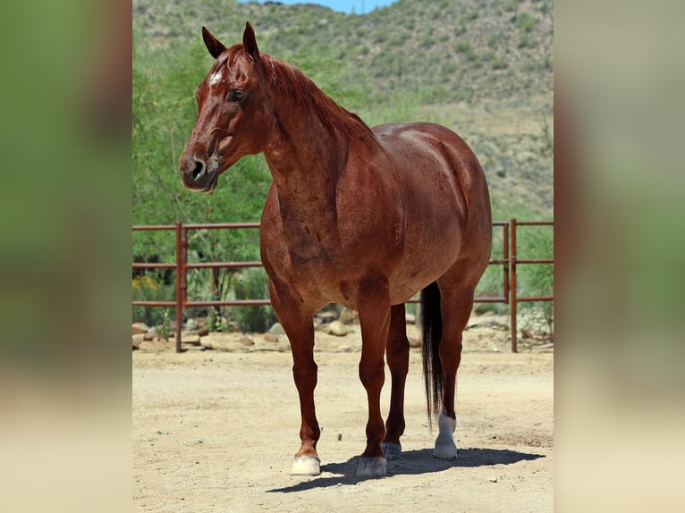 American Quarter Horse Wallach 10 Jahre 152 cm Roan-Red in Front Royal