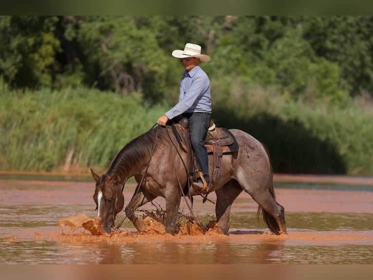 American Quarter Horse Wallach 10 Jahre 152 cm Roan-Red in Waco, TX