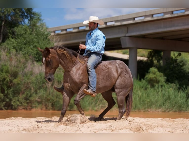 American Quarter Horse Wallach 10 Jahre 152 cm Roan-Red in Waco, TX