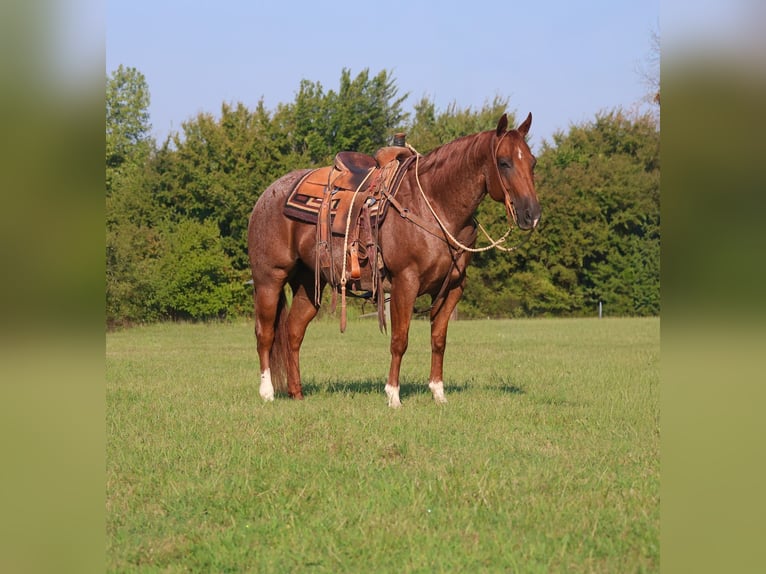 American Quarter Horse Wallach 10 Jahre 152 cm Roan-Red in Mount Vernon, TX