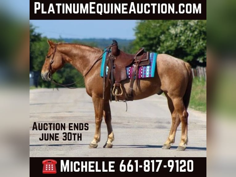 American Quarter Horse Wallach 10 Jahre 152 cm Roan-Red in STEPHENVILLE, TX