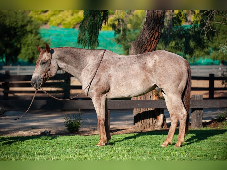 American Quarter Horse Wallach 10 Jahre 152 cm Roan-Red in Murrietta, CA