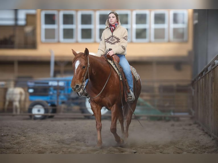 American Quarter Horse Wallach 10 Jahre 152 cm Roan-Red in 6604380306