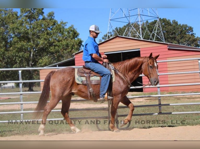 American Quarter Horse Wallach 10 Jahre 152 cm Roan-Red in Cherryville NC