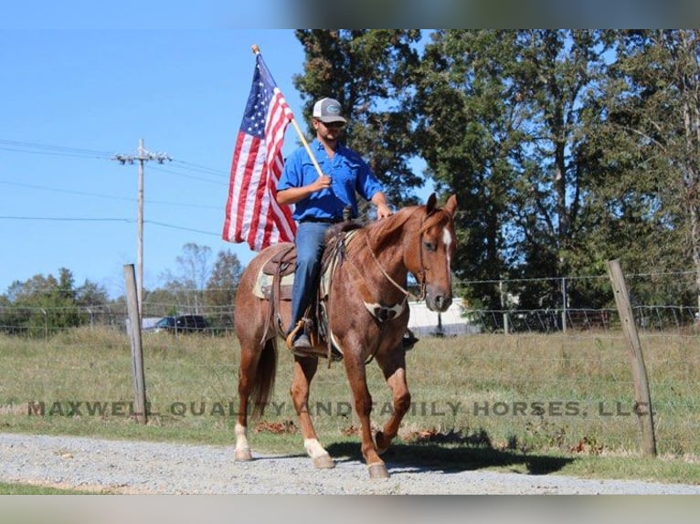 American Quarter Horse Wallach 10 Jahre 152 cm Roan-Red in Cherryville NC