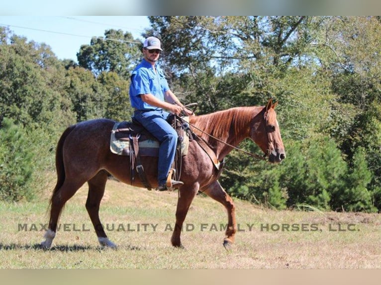 American Quarter Horse Wallach 10 Jahre 152 cm Roan-Red in Cherryville NC