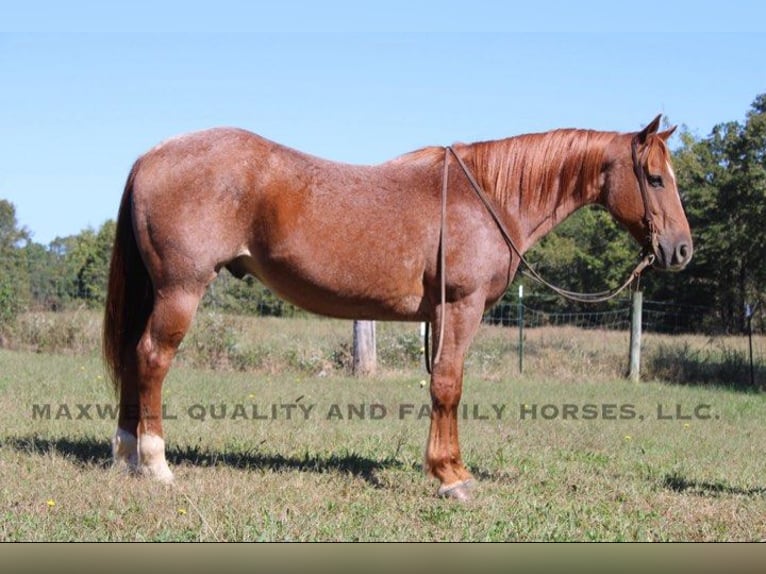 American Quarter Horse Wallach 10 Jahre 152 cm Roan-Red in Cherryville NC
