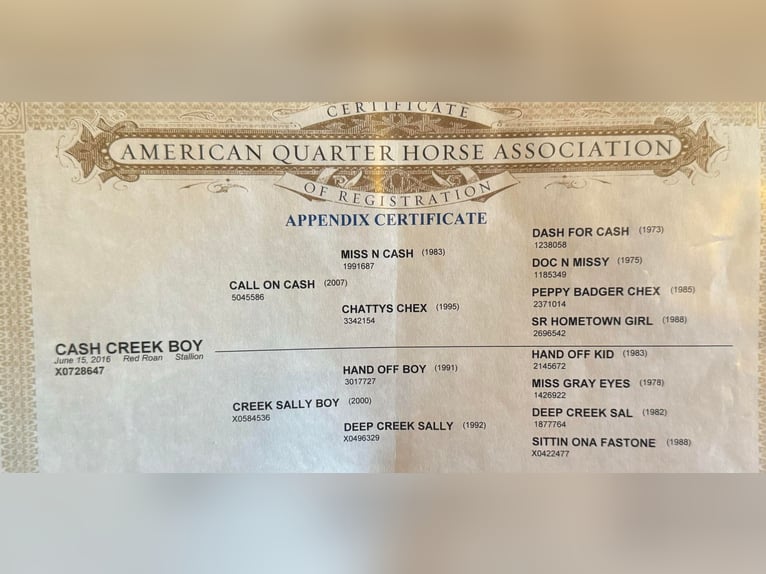 American Quarter Horse Wallach 10 Jahre 152 cm Roan-Red in Weatherford TX