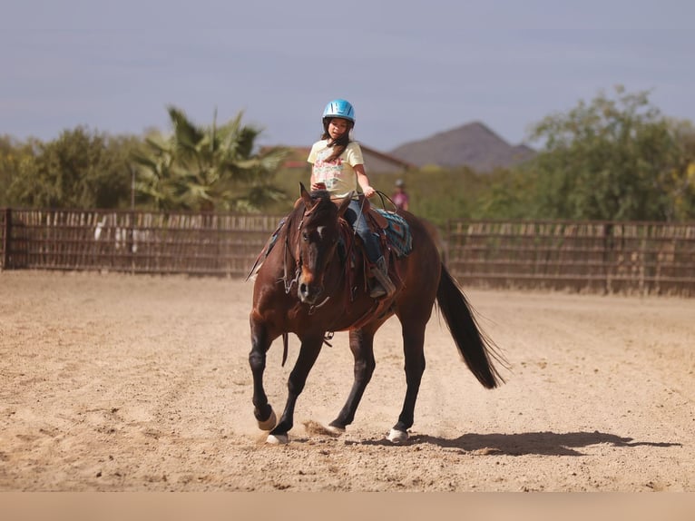 American Quarter Horse Wallach 10 Jahre 152 cm Rotbrauner in Congress