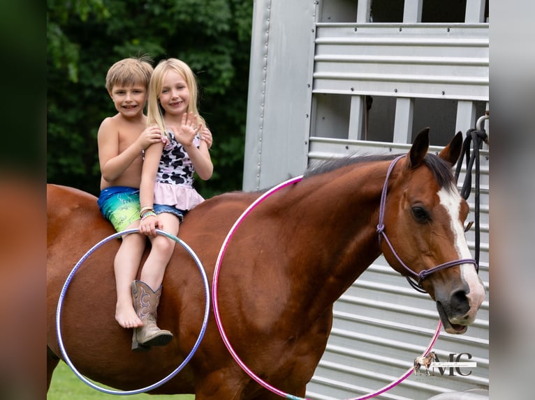 American Quarter Horse Wallach 10 Jahre 152 cm Rotbrauner in North Bloomfield