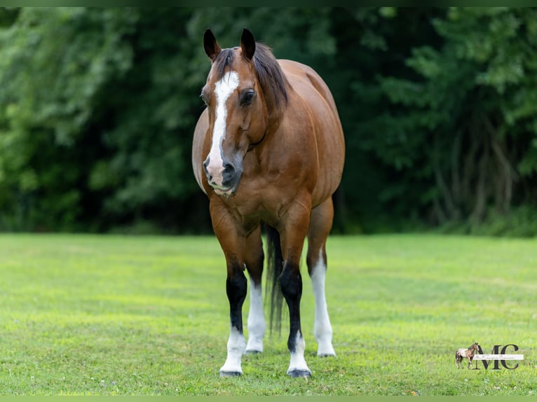 American Quarter Horse Wallach 10 Jahre 152 cm Rotbrauner in North Bloomfield