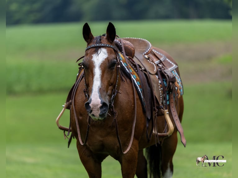 American Quarter Horse Wallach 10 Jahre 152 cm Rotbrauner in North Bloomfield