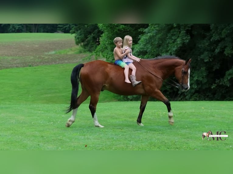 American Quarter Horse Wallach 10 Jahre 152 cm Rotbrauner in North Bloomfield
