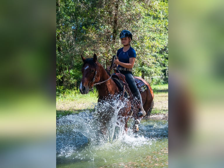 American Quarter Horse Wallach 10 Jahre 152 cm Rotbrauner in Ocala