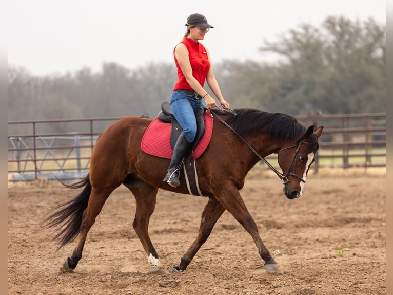 American Quarter Horse Wallach 10 Jahre 152 cm Rotbrauner in Troy