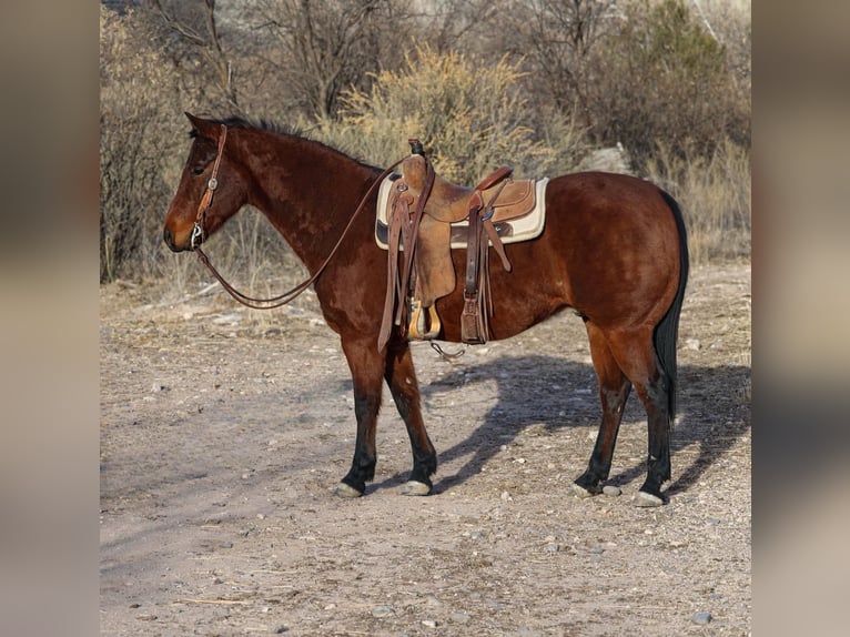 American Quarter Horse Wallach 10 Jahre 152 cm Rotbrauner in CAMP VERDE, AZ