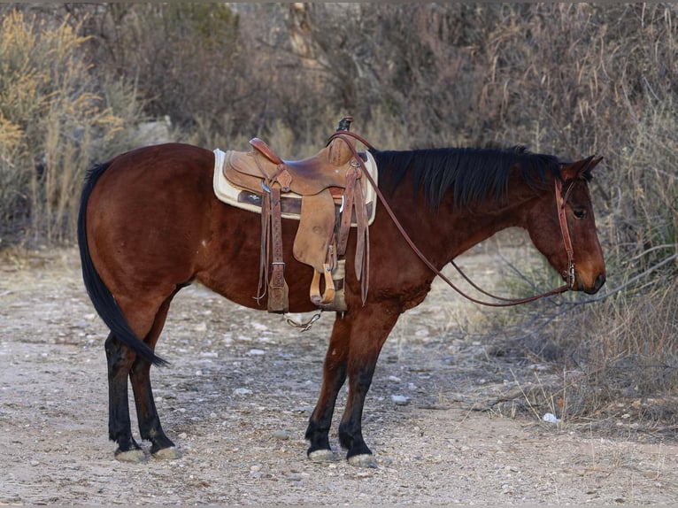 American Quarter Horse Wallach 10 Jahre 152 cm Rotbrauner in CAMP VERDE, AZ