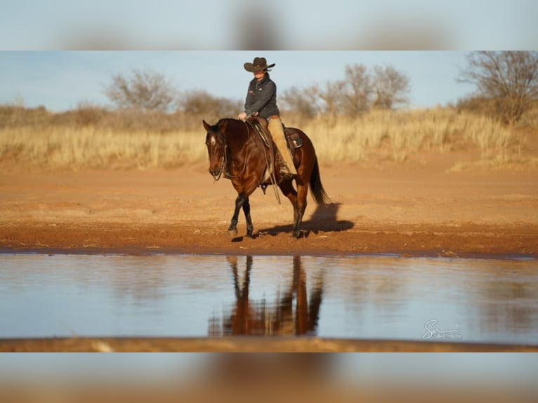 American Quarter Horse Wallach 10 Jahre 152 cm Rotbrauner in Clarion, PA