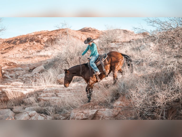 American Quarter Horse Wallach 10 Jahre 152 cm Rotbrauner in Clarion, PA