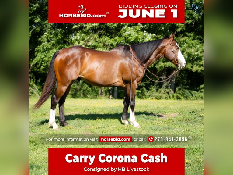 American Quarter Horse Wallach 10 Jahre 152 cm Rotbrauner in Henderson