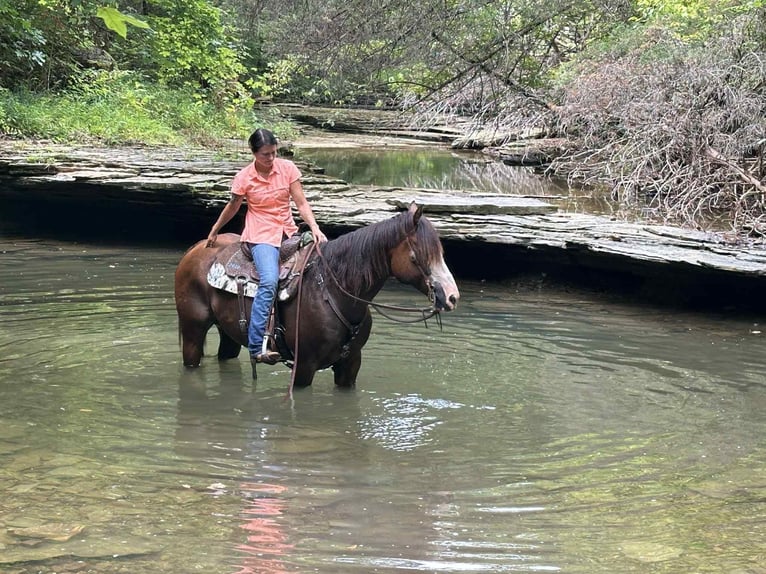 American Quarter Horse Wallach 10 Jahre 152 cm Rotbrauner in Henderson