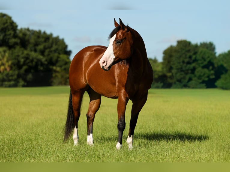 American Quarter Horse Wallach 10 Jahre 152 cm Rotbrauner in Loxahatchee