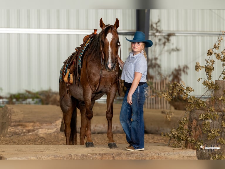 American Quarter Horse Wallach 10 Jahre 152 cm Rotbrauner in Loxahatchee
